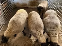 میش, White Suffolk sheep — عکس 6