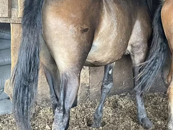 Kobila, Horse breed
