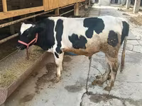 گاو نر, Russian Black pied cattle — عکس 2