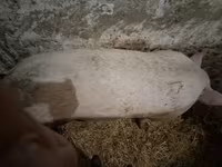 Porca — foto 2