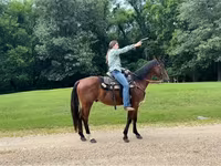 ม้าตัวผู้, Quarter Horse — รูปภาพ 7