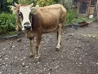 Vacă, Bovine — foto 1