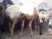 公羊, Sheep — 照片 3
