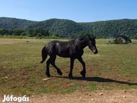 Cheval, Friesian — photo 2