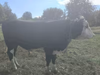 Stier, Russian Black pied cattle — foto 2