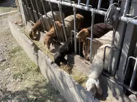 भेड़, भेड़ — फ़ोटो 3