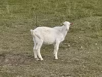 بز نر, Saanen goat — عکس 4