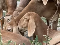 Ovce, Arashan sheep — foto 1
