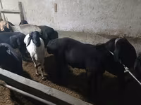 قوچ, گوسفند — عکس 5