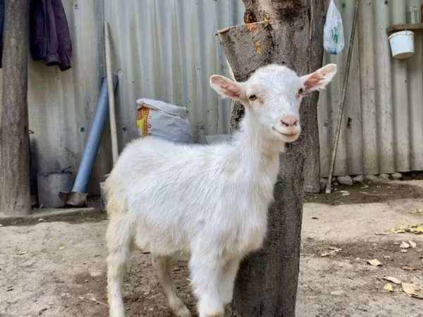 Козел, Saanen goat