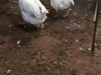 Geese — عکس 1