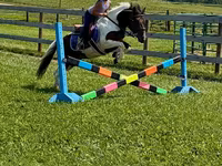Hengst, Pinto horses — Foto 2