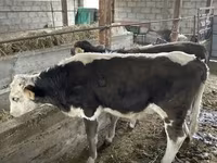 காளை, மாடுகள் — புகைப்படம் 5