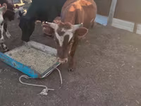 Bull, Cattle — photo 4