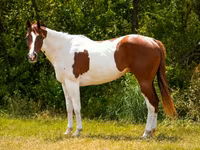 公马, American paint horse — 照片 5