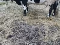 گاو ماده, Russian Black pied cattle — عکس 4