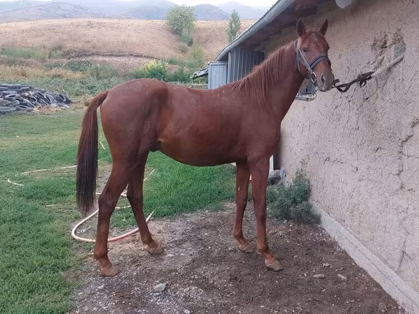 Horse (M), Friesian sport horse — Kyrgyzstan
