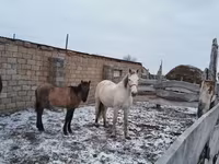 ሴት ፈረስ, Horses — ፎቶ 1