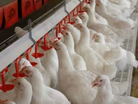 Premixuri pentru păsări şi animale / Премиксы для птиц и животных — foto 3