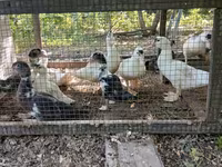 Ducks — Foto 4