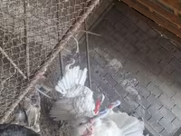 Turkeys — foto 1