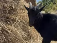 Ri’ lab, Dutch Landrace goats — sawirka 4