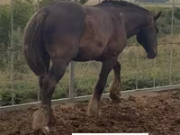 مادیان, Percheron — عکس 3