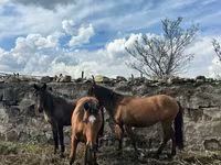 雌馬, 馬 — 写真 4