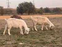 암염소, Saanen goat — 사진 5