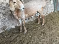 Ovan, Arashan sheep — fotografija 2