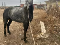 Koń, Orlov Trotter — zdjęcie 4
