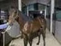 Koń, Arabian horse — zdjęcie 6