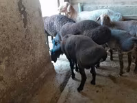 Montone, Pecore — foto 1