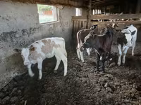 Vacă, Bovine — foto 2