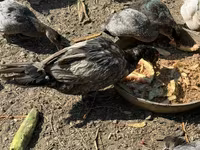 Muscovy domestica — foto 2
