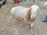 Montone, Arashan sheep — foto 4