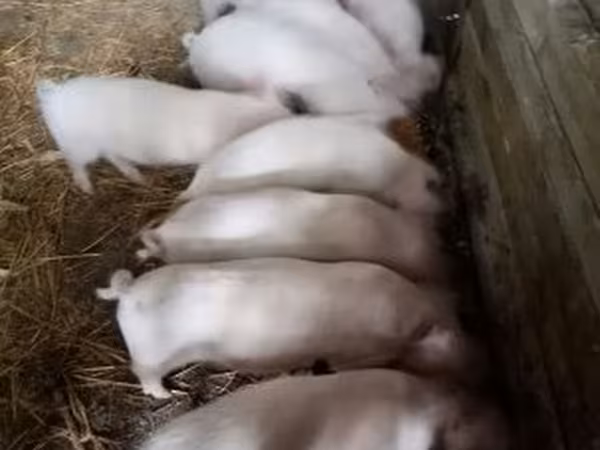 Pigs (batch, sex not specified), Крупная белая