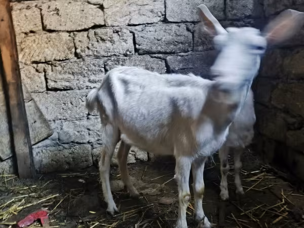 Kambing jantan, Saanen goat