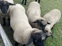Montone, White Suffolk sheep — foto 2