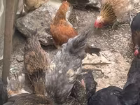 Chickens — Foto 2