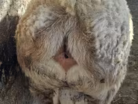 Beran, Hissar sheep — foto 3