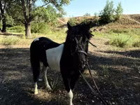 Konji (partija, pol nije naveden), American shetland pony — fotografija 4