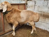숫양, Arashan sheep — 사진 2