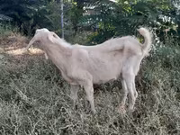Ged, Nubian Goat — foto 8