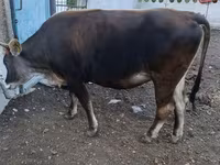 Dibi, Alatau breed — sawirka 4