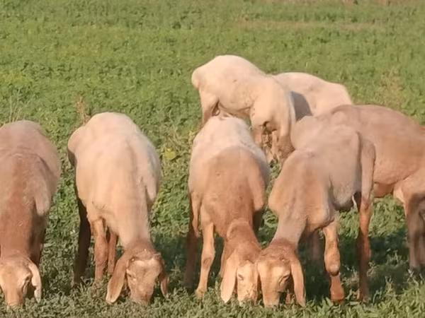 मेढ़ा, Romanov sheep