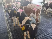 Lembu jantan, Simmental cattle — foto 5