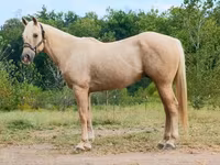 اسب نر, Quarter Horse — عکس 1