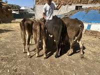 گاو نر, Swiss cattle — عکس 1