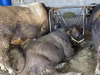 วัวตัวผู้, Swiss cattle — รูปภาพ 7